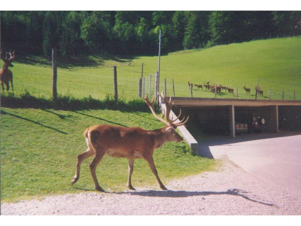 Hirsch auf der Terrasse des Gh. Kleefeld