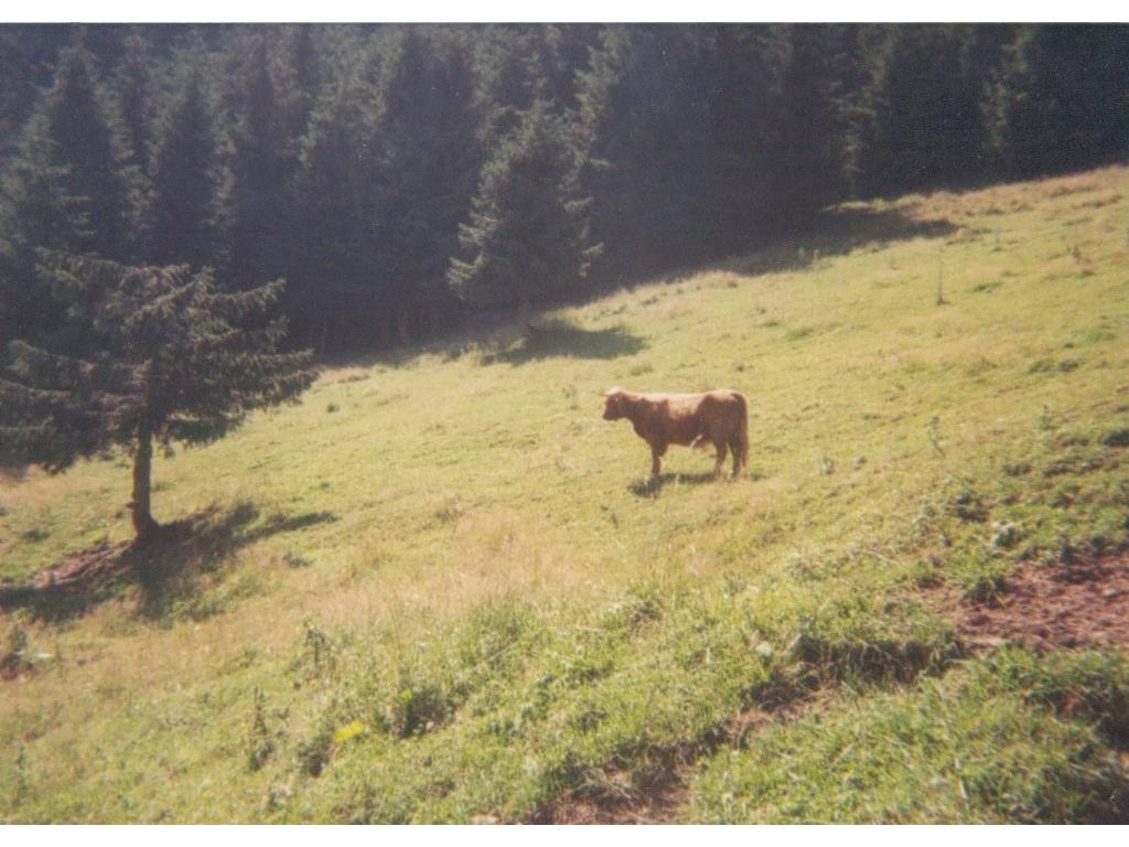 Spitzlsteinalm - Schottisches Hochlandrind