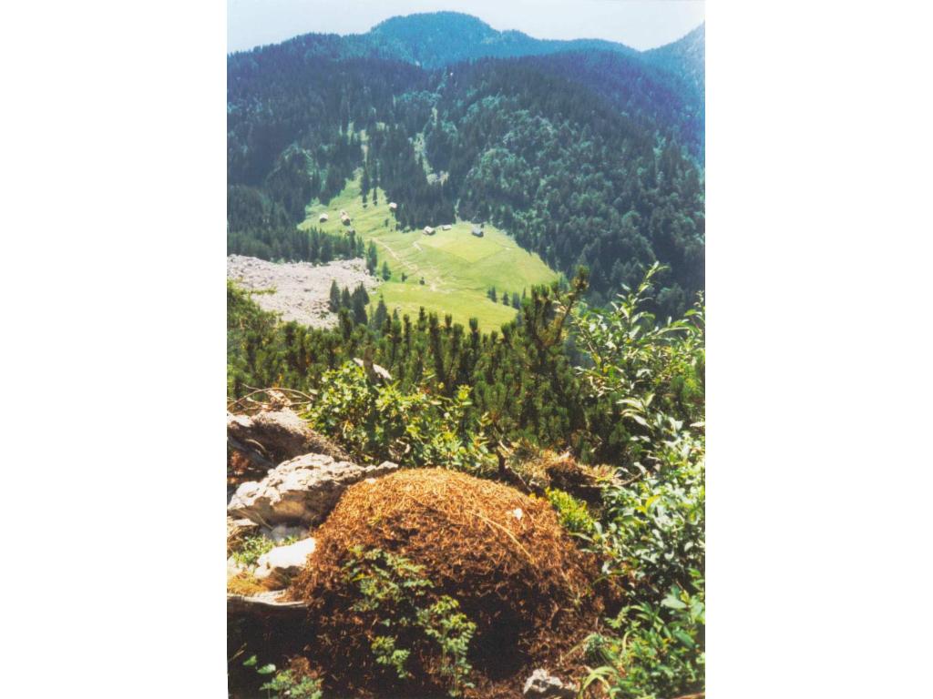 Tiefblick zur Vorderen Sandlingalm inkl. Ameisenhaufen