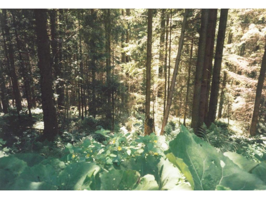 Wald