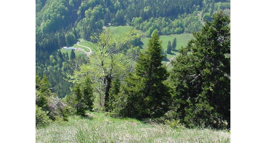 Blick vom Burgspitz zur Stallburgalm