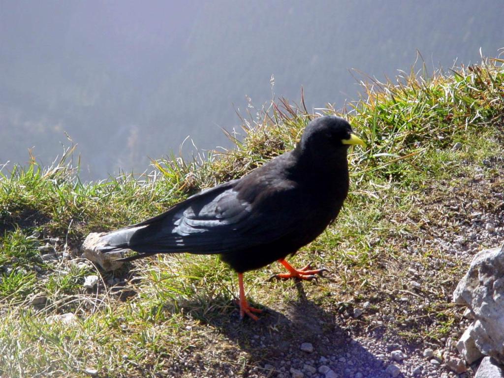 Dohle auf dem Sparafeld
