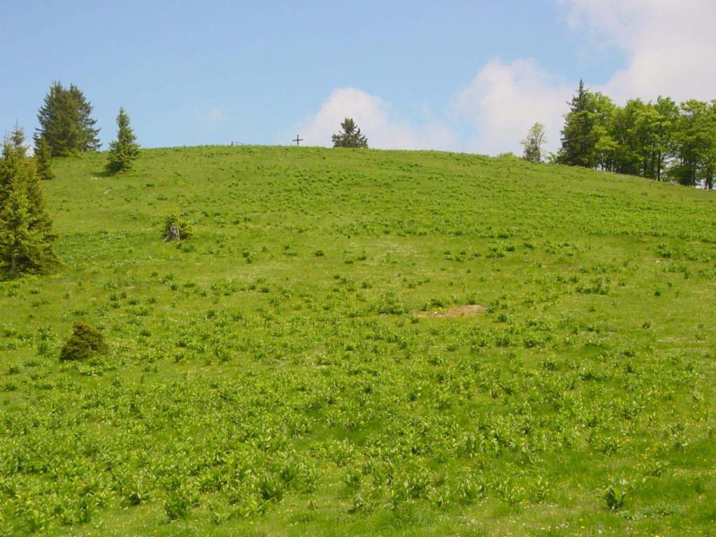 Blick zum Gipfel des Alpl