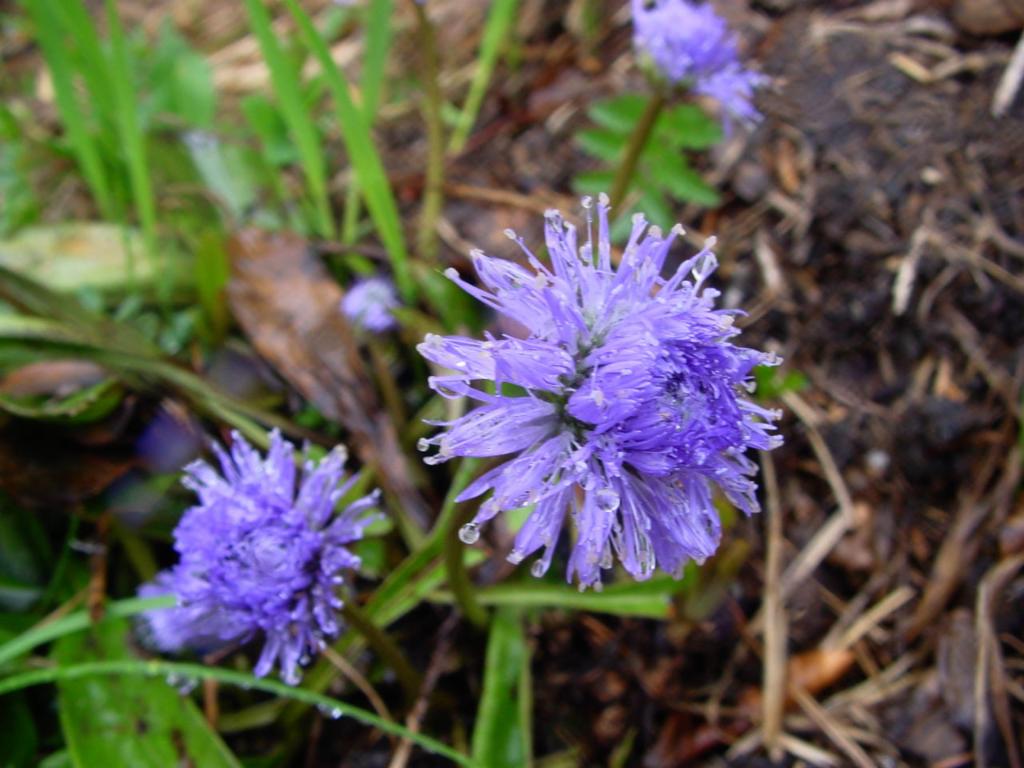 Kornblume