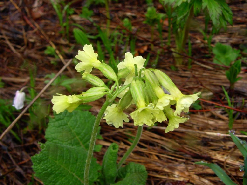 Schlüsselblume