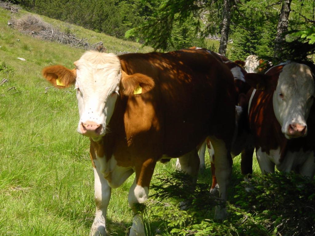 Neugieriges Vieh auf der Rauchaufalm