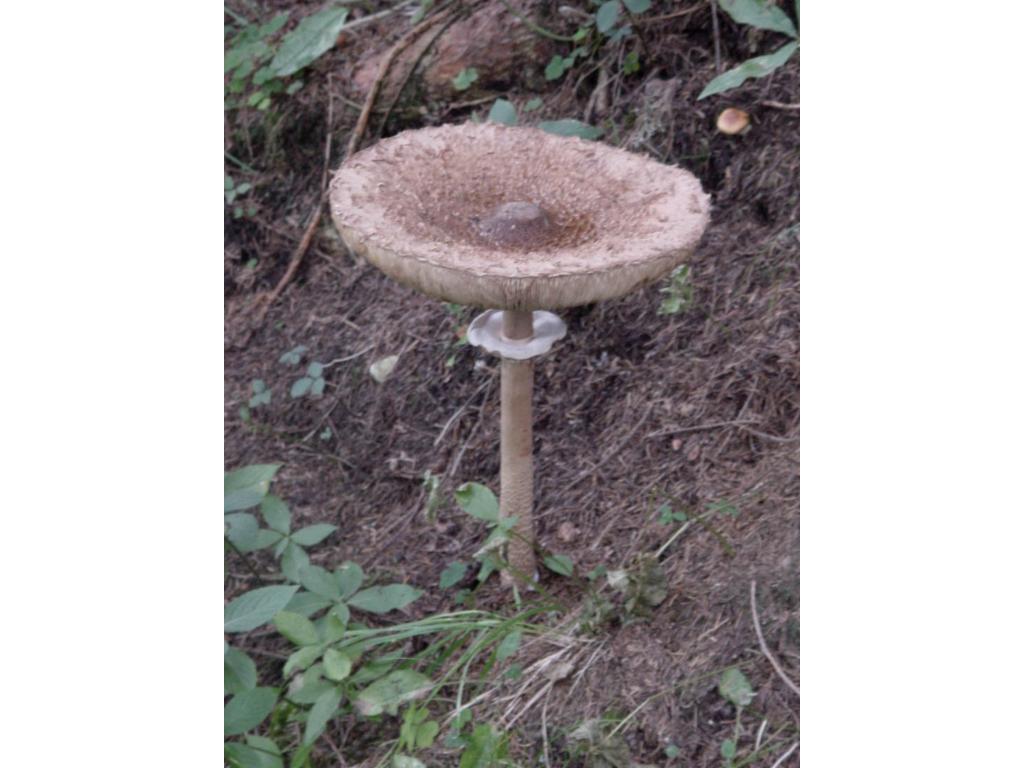 Ein Parasol am Wegrand