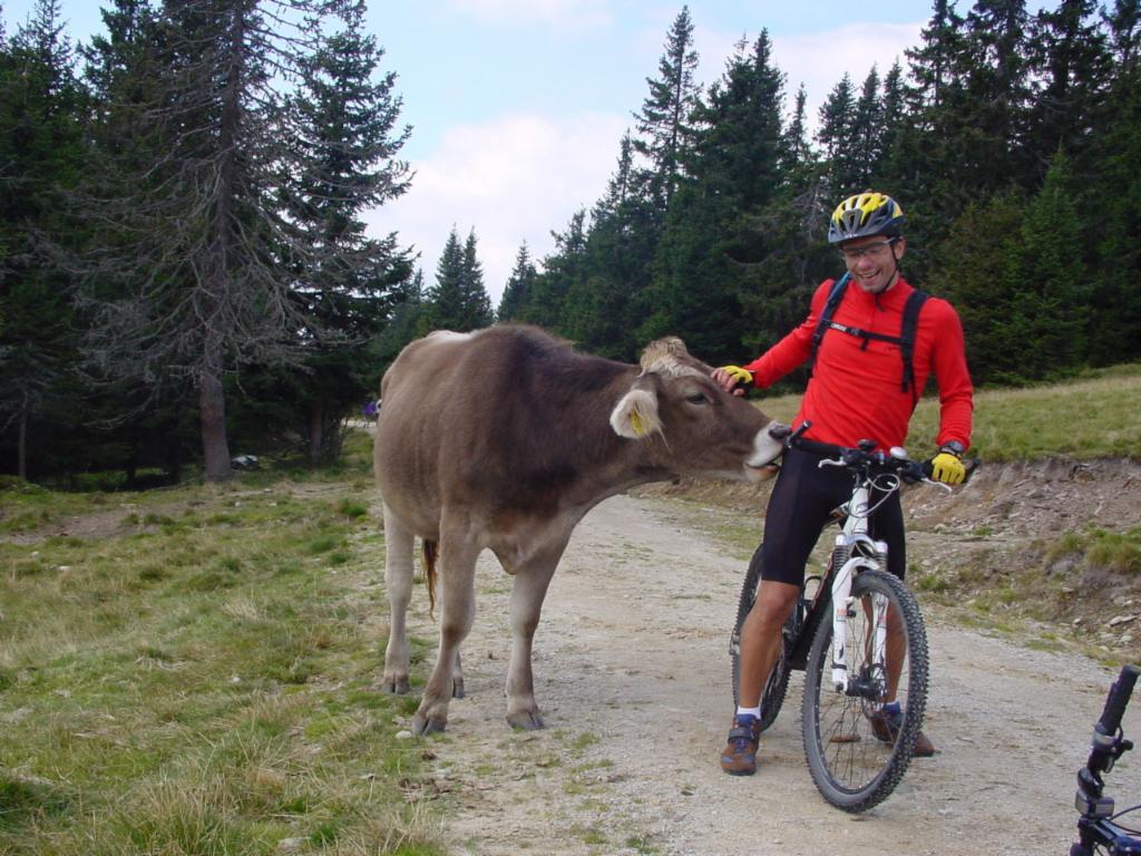 Martin und das allzu neugierige Rindvieh