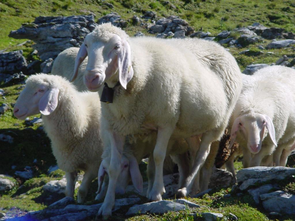 Neugierige Schafe...