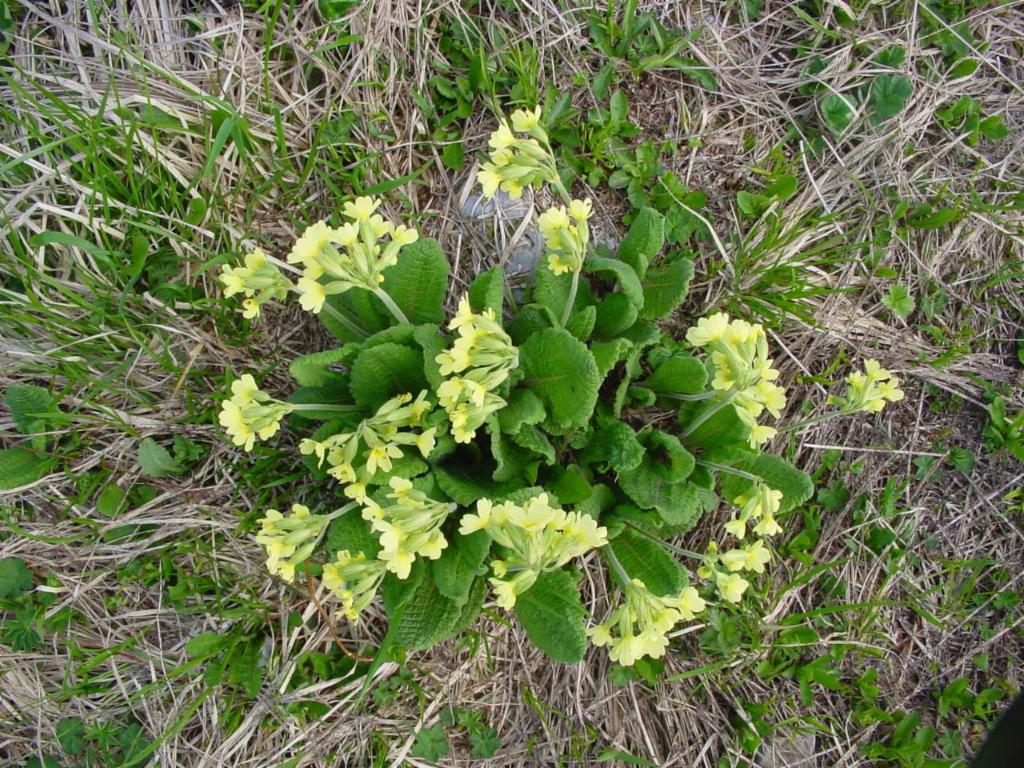 Schlüsselblumen