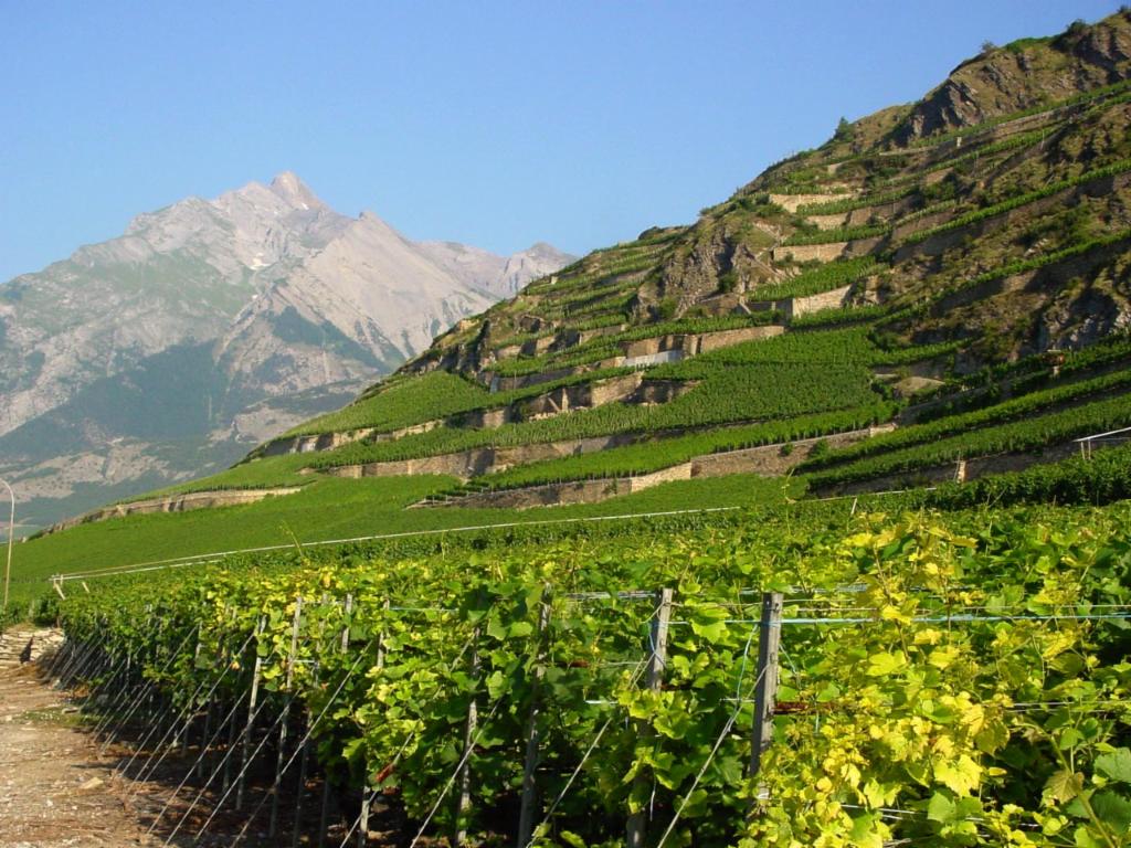 Les vignobles Valaisans; au fond Haut de Cry, 2968m