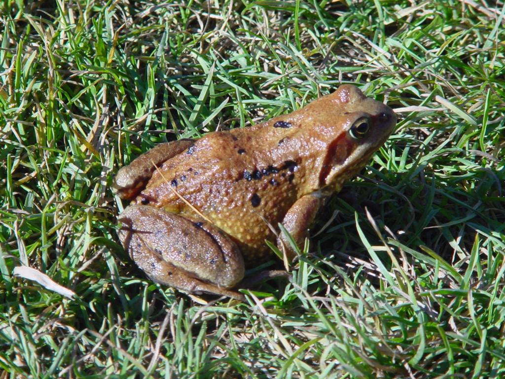  Amphibie