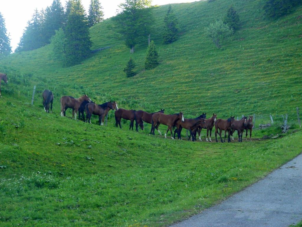 Un troupeau des chevaux
