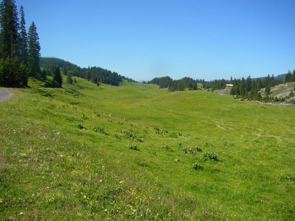 Des prés infinis dans la Combe des Amburnex, ca. 1300m