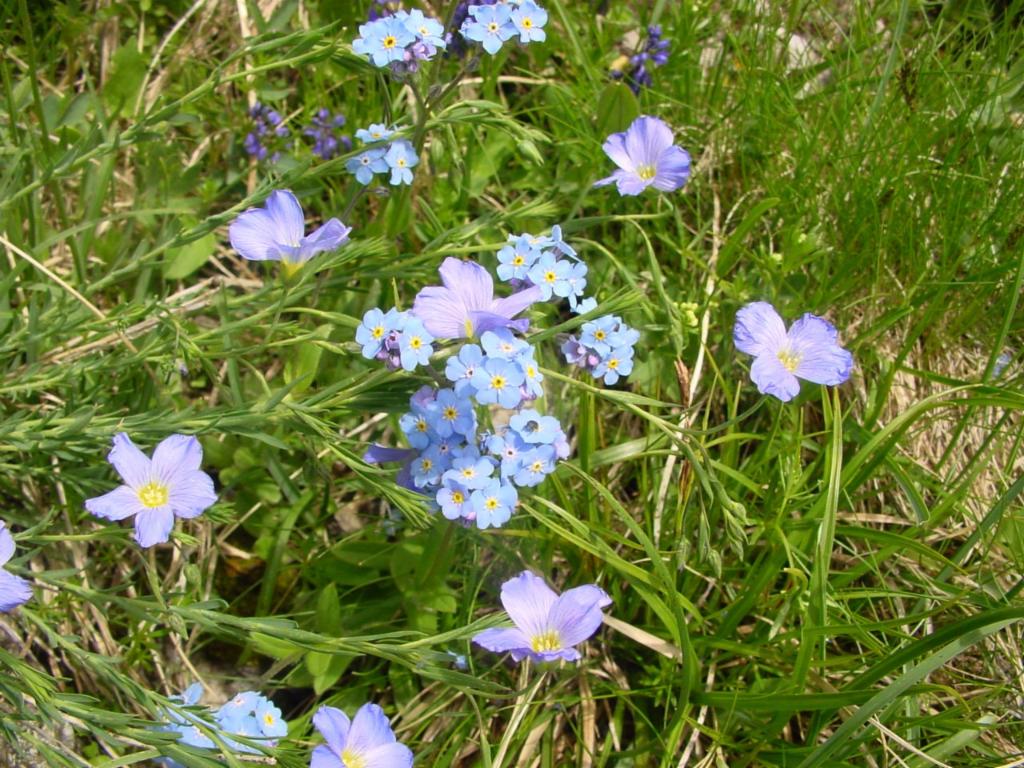 Pré alpin