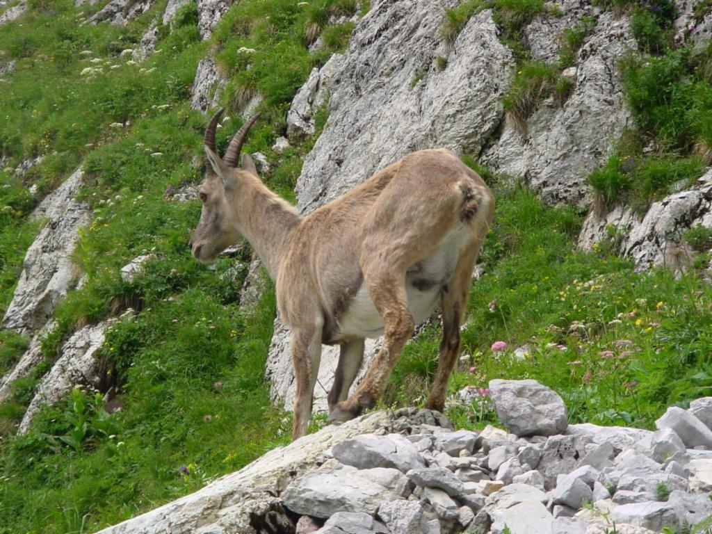 Une bouquetine