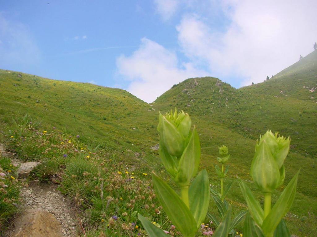 Vers le Col de Neuva