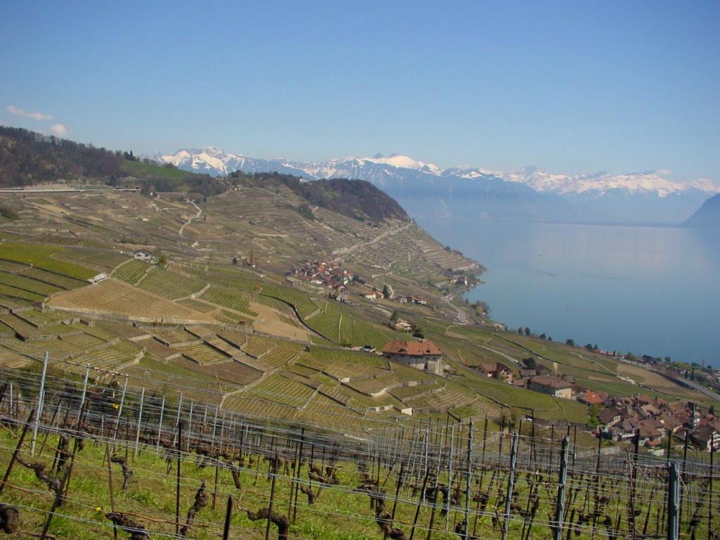 Les vignobles du Lavaux depuis Chenaux, au fond les Alpes vaudoises