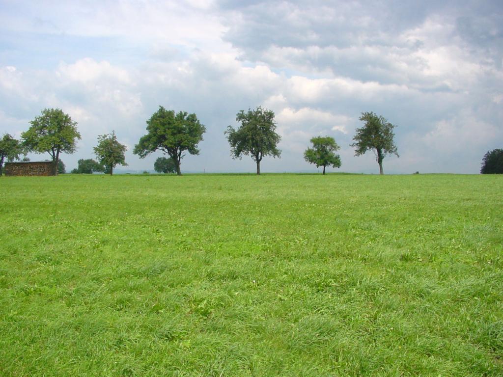 Birnbäume bei Grießenberg