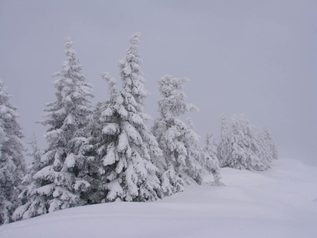 Tief winterliche Bäume