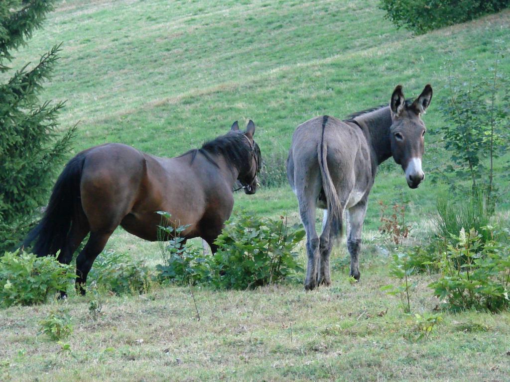 Des bêtes près de Montchaffrey
