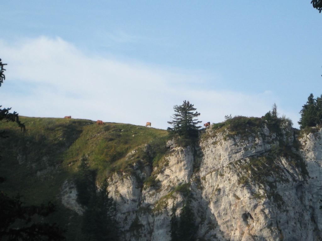 Des vaches