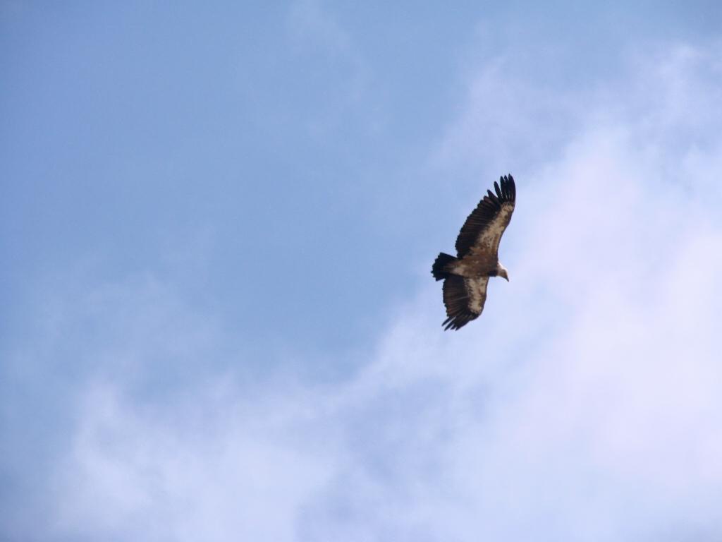 Aigle