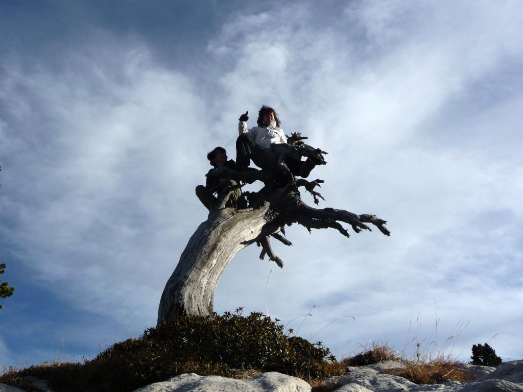Deux filles et un arbre...