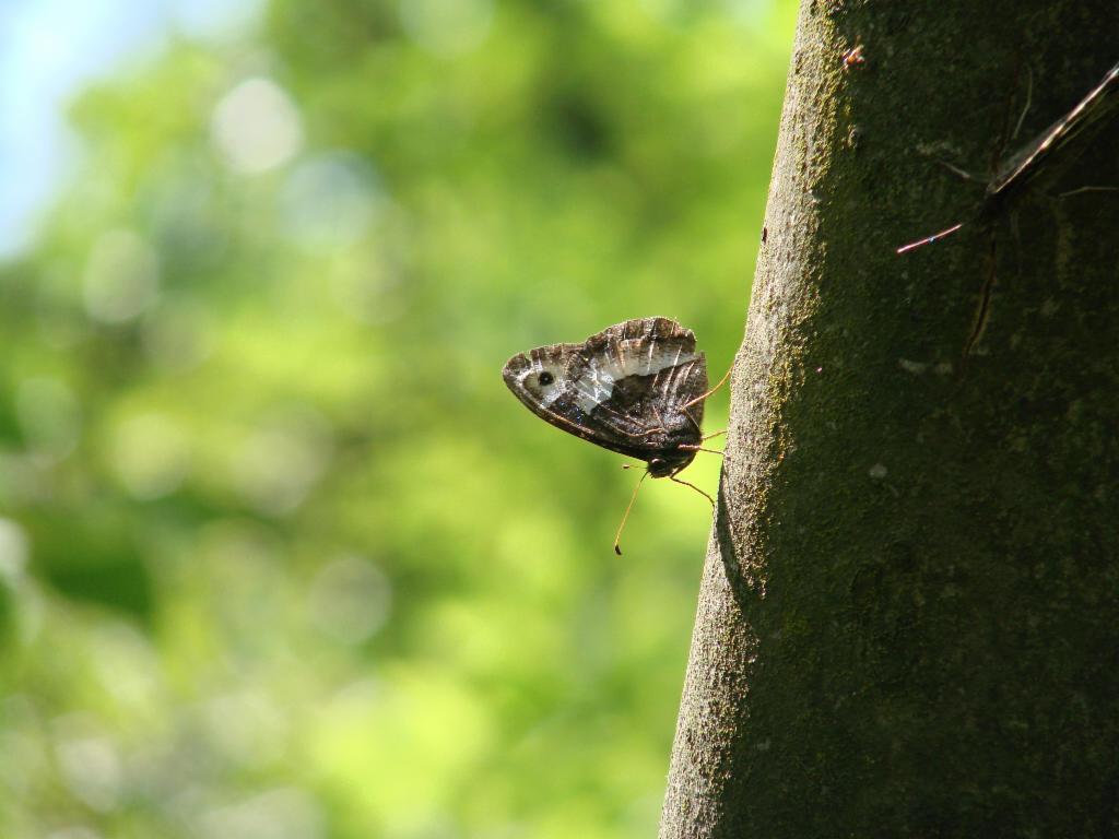 Papillon