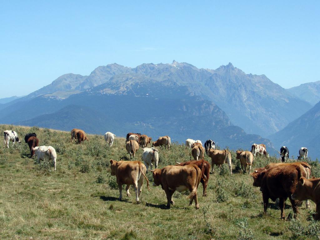Descente parmi les vaches