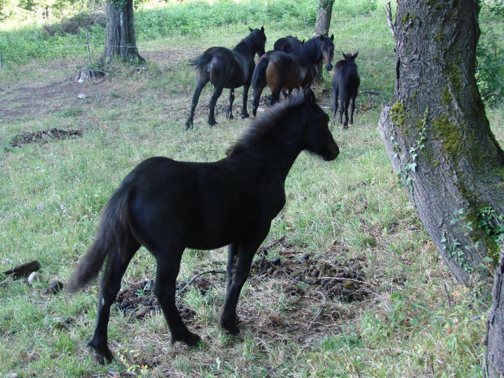 Canassons près de Romage