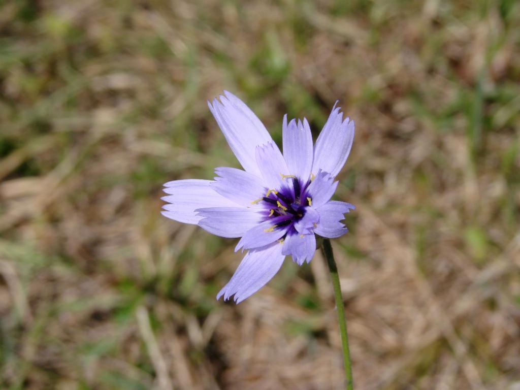 Cupidone bleue sur les prés fleuris