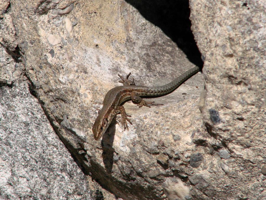 Lézard