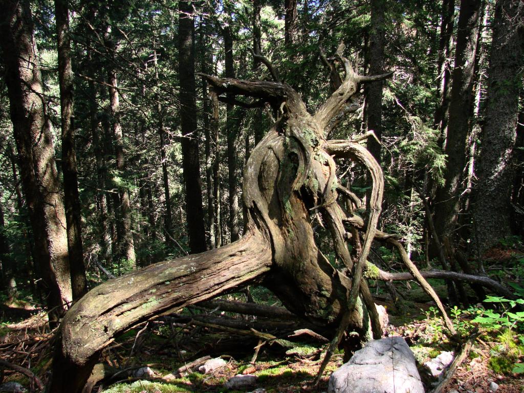 Sculpture en bois