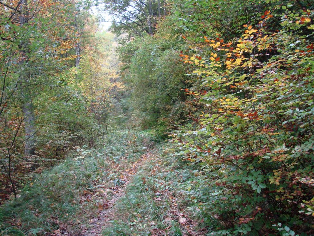 Idyllique