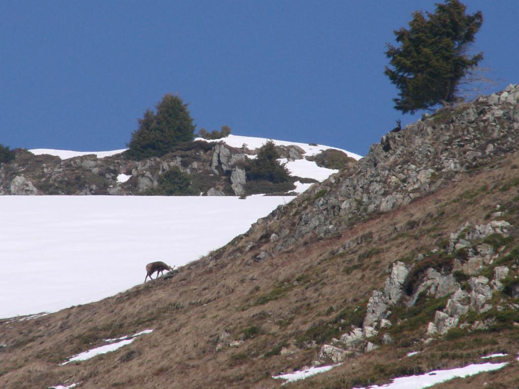 Des chamois