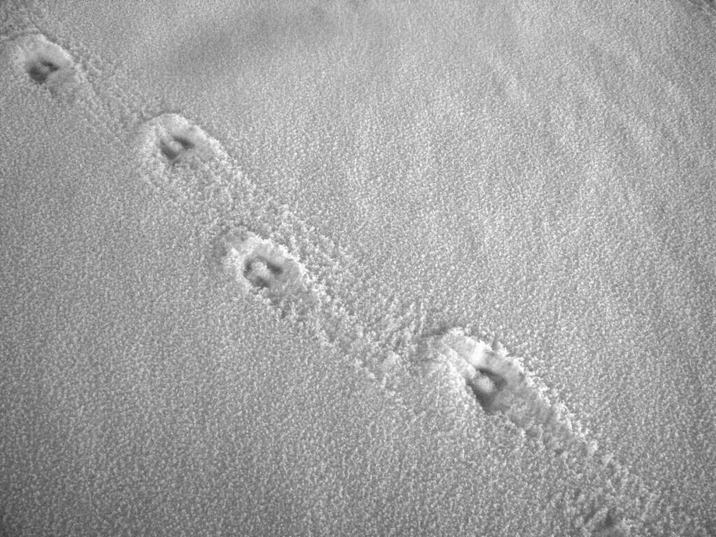 Trace de chamois