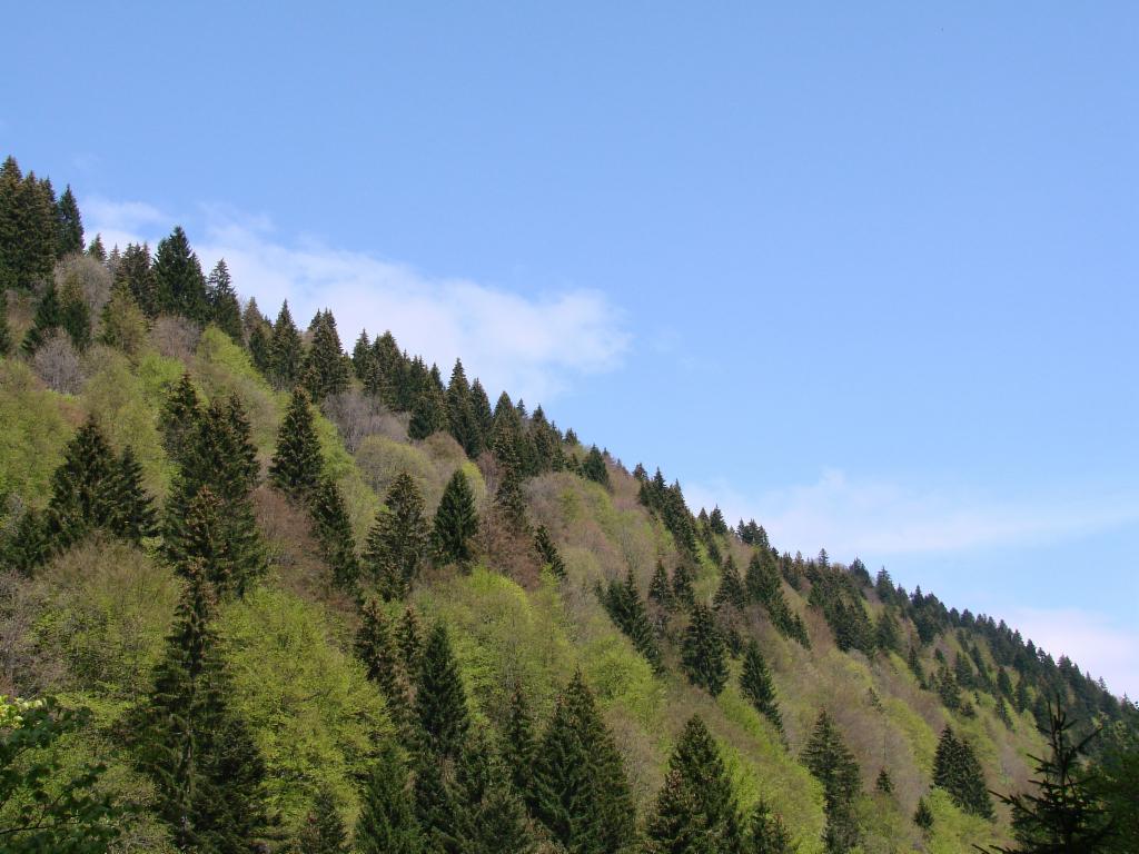 Forêt printanière