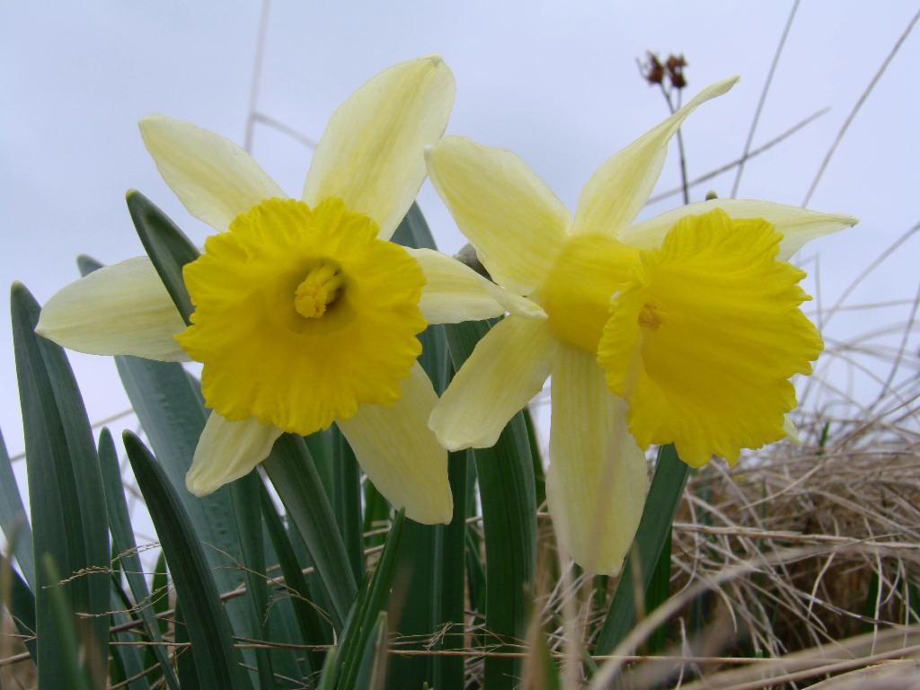 Narcisses
