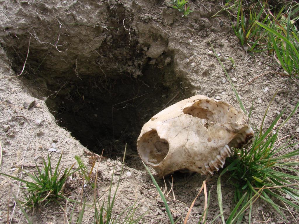 Marmotte RIP