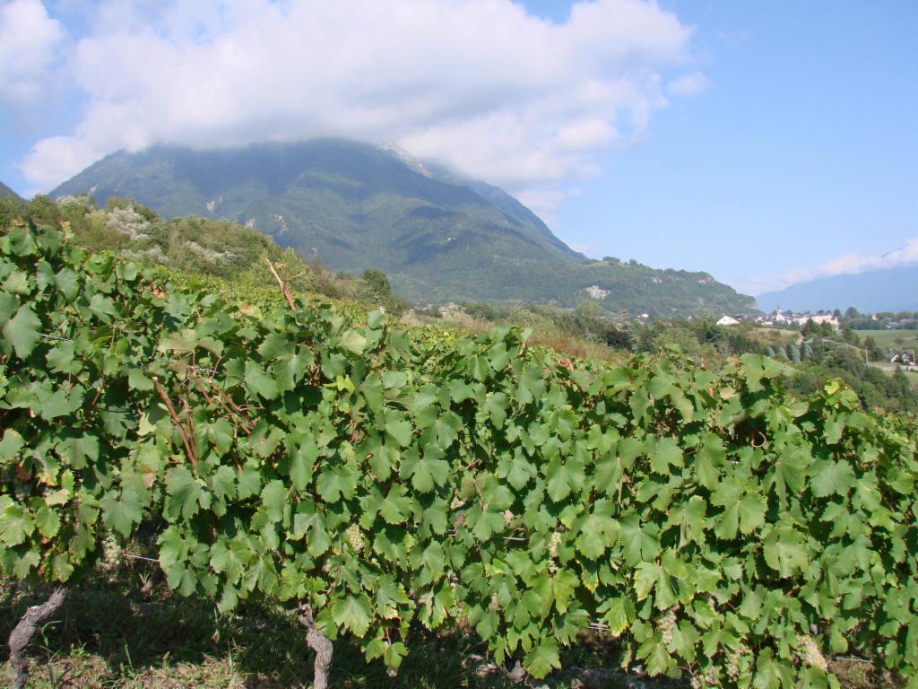 Vignobles au pied de la Dent d'Arclusaz