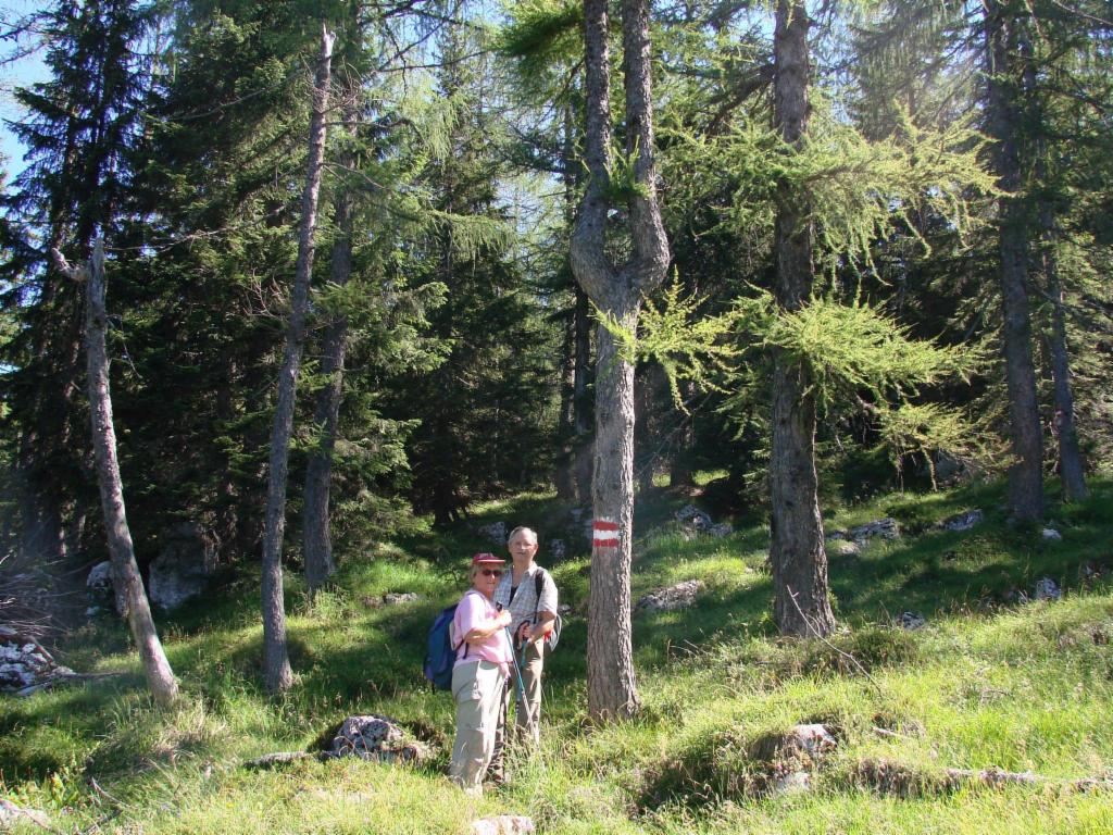 Gabelbaum