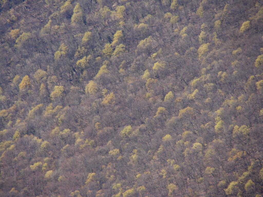 Forêt préprintanier