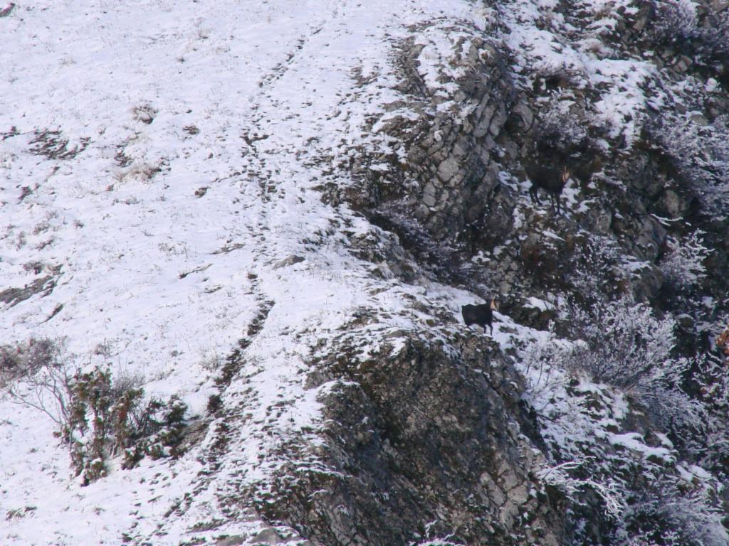 Deux chamois bien camouflés