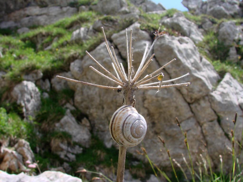 Escargot grimpeur