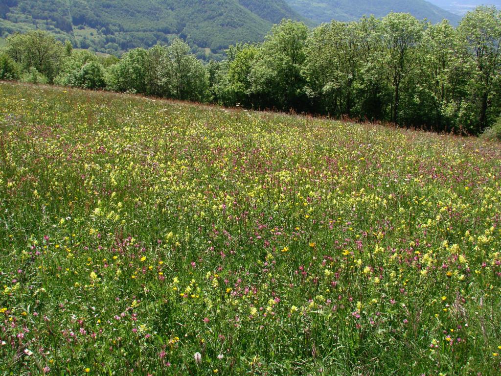 Pré des fleurs