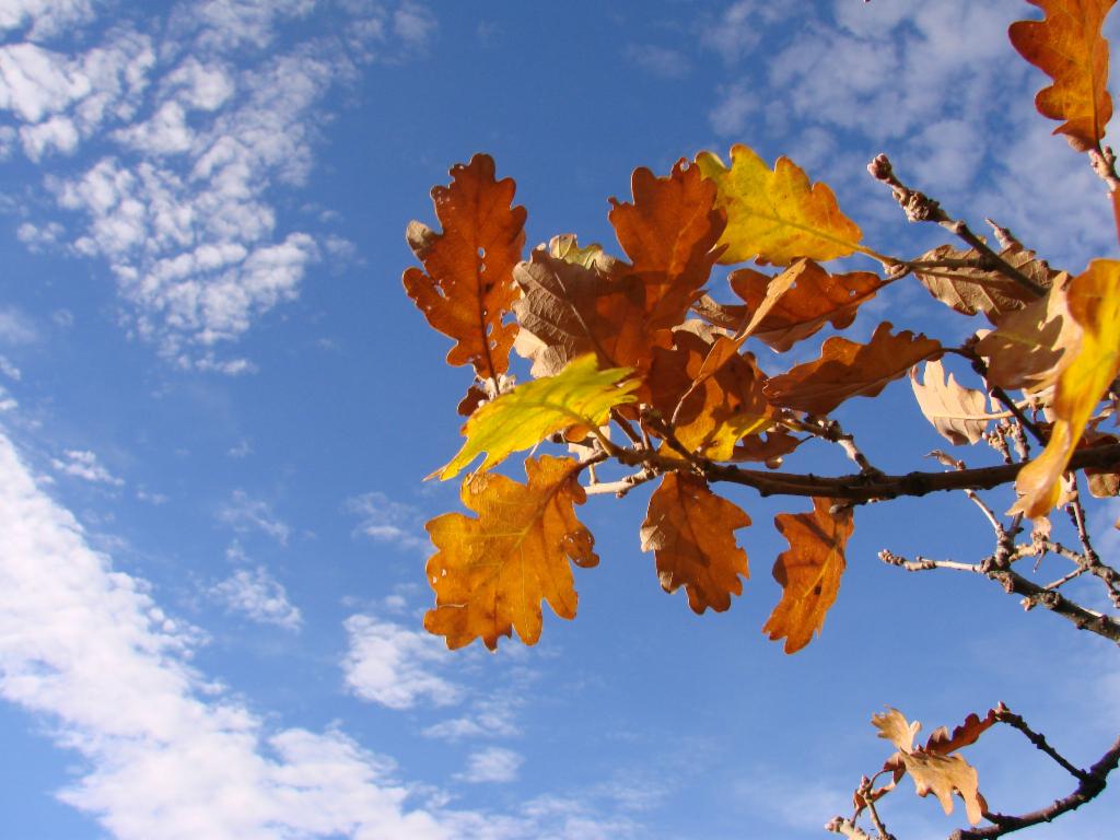 Des feuilles automnales