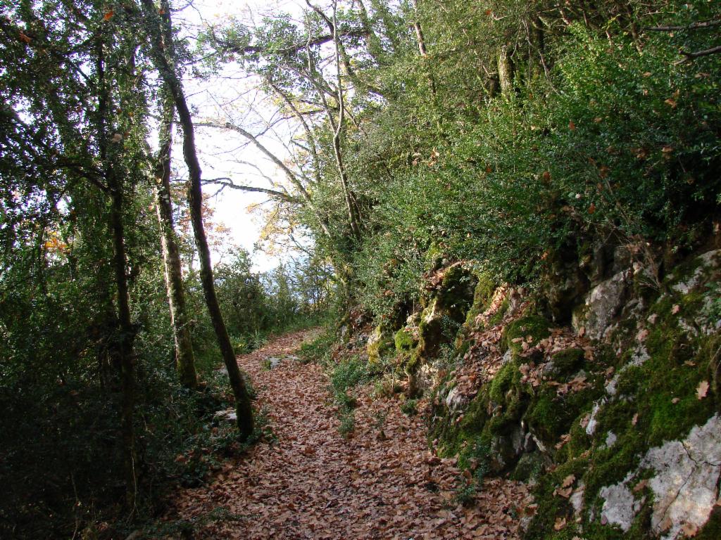 Montée par les buis