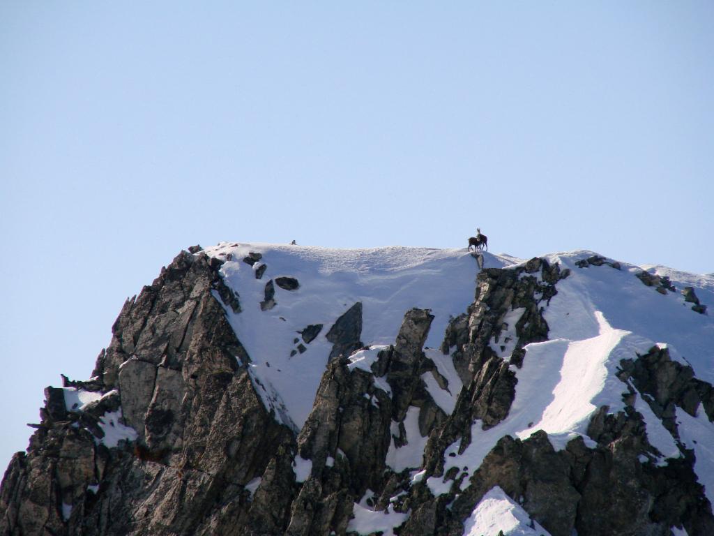 Chamois au Petit Crozet