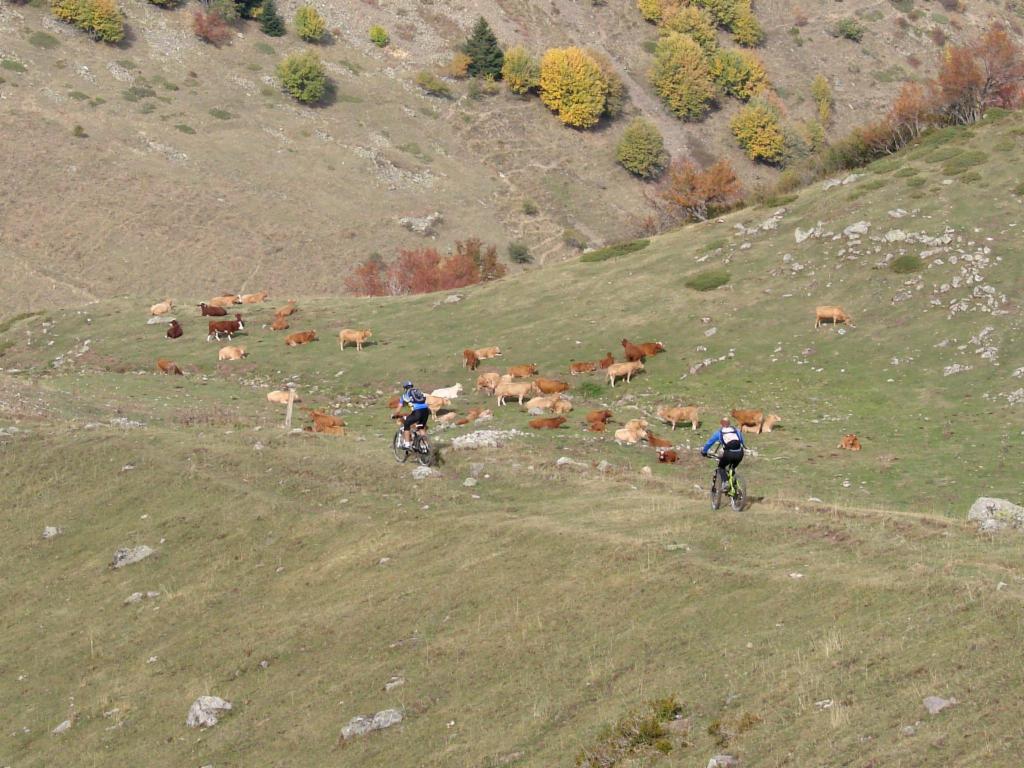 Des vaches au Prés Clos